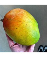 Edward Mango Authentic Live Fruit Tropical Tree 2-3Ft Mangifera Seedling... - $103.50