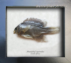 False-Eye Eergeant Abudefduf Sparoides Real Fish Taxidermy Collectible Shadowbox - $52.99