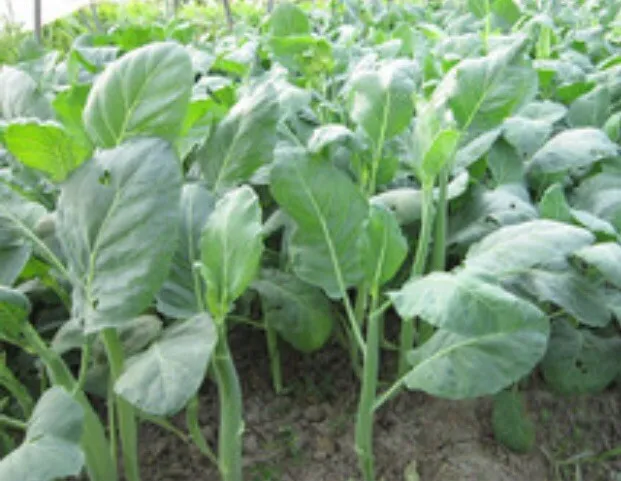 1 Lb 96,000+ Green Pointed Leaf Gai Lan Seeds Gailan Chinese Kale Fresh - £109.78 GBP
