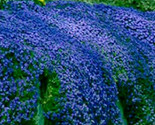 Creeping Blue Thyme Blue Rock Cress Perennial Ground Cover Flower 200 Pu... - $6.58