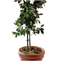 ZEE MANUFACTURING SMG12198W Miracle-GRO 2-Pack 4&#39; Bundled Steel Stakes, ... - $17.14