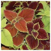 Fresh 500 Coleus Rainbow Mix  - $4.00