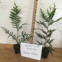Green Giant 6-12” 2.5" pot  Arborvitae Thuja plicata image 2