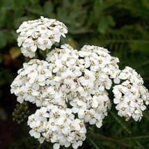 2000 White Yarrow Achillea Millefolium Flower Herb Seeds USA Fast Shipping - $13.49