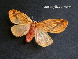 Rosy Footman Barsine Striata Real Moth Erebidae Framed Entomology Shadowbox - £49.73 GBP