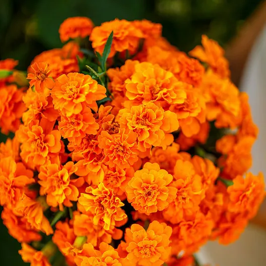 Rj French Marigold Tangerine Double Dwarf Beneficial Plant Non-GMO 100 Seeds! - £5.46 GBP
