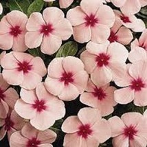 TH 40 Seeds Fragrant Vinca Polka Dot Flower Seeds / Periwinkle / Annual - £10.94 GBP