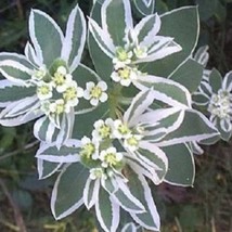 Fresh New 20 Snow On The Mountain Euphorbia Marginata Variegated Groundcover Sun - £11.14 GBP