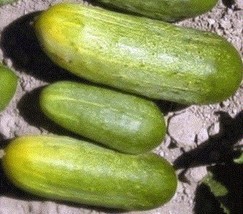 HEIRLOOM NON GMO National Pickling Cucumber 25 seeds - £1.49 GBP