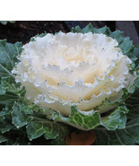 30 SEEDS WHITE FLOWERING KALE FLOWER HEIRLOOM SEEDS BOOST GARDEN FAST - $8.35