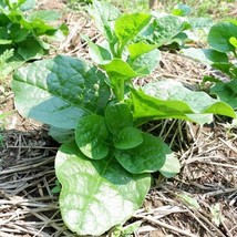 New Fresh Seeds Big Round Leaf Malabar Spinach Seeds - £10.08 GBP