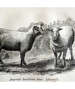 Imported South Down Ewes Sheared 1863 Victorian Agriculture Animals Art ... - $49.99