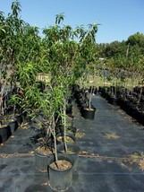 Garden State Nectarine 4-6 Ft Tree Fruit Trees Plants Plant Sweet Nectarines - £110.10 GBP