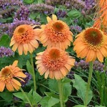 50 Canaloupe Coneflower Seeds Echinacea Perennial Flowers Bloom Flowers ... - $11.98