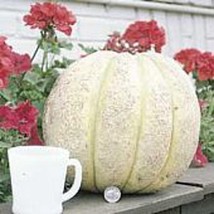 Gurney&#39;S Giant Melons  10 Seeds  Garden Beautiful USA SELLER - £6.48 GBP