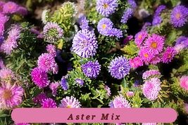 Rare Variety 200 Powder Puff China Aster Seed Mix Sale Non Gmo Heirloom - $50.64 MXN
