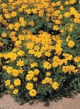 Cosmos Cosmic Series Yellow Annual Seeds - £12.95 GBP