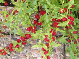Strawberry Spinach Seeds ~Chenopodium foliosum~ Sticks Berry Fruit ~ Lam... - £1.97 GBP