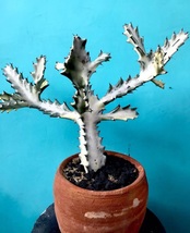 Live Euphorbia lactea white ghost Flower Homeplant Plant Live Easy Grow EBLY - $53.90