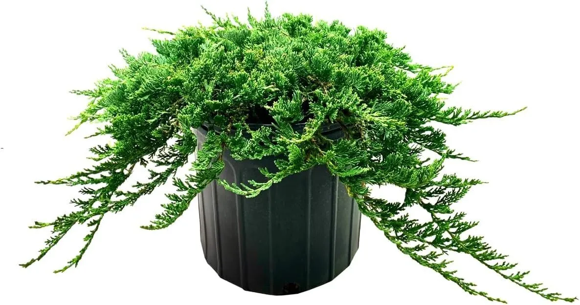 Blue Rug Juniper Extra Large 3 Gallon Plant Live Ground Cover - £78.10 GBP