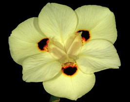 20 Yellow African Iris Fortnight Lily Dietes Bicolor Butterfly Flag Flower Seeds - $8.35