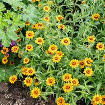 Garden Store 100 Soleado Zinnia Seeds FROM USA  - £7.19 GBP