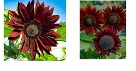300 Seeds Sunflower CHOCOLATE CHERRY 6&quot; Flowers Cut Flowers Pollinators Seeds - £21.52 GBP