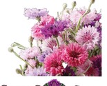 Bachelors Button Flower Mix Cornflower 200 Fresh Seeds  Fast Shipping - £7.17 GBP