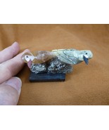 (Y-BIR-SO-407) pair of Songbirds tan + blue love bird gemstone STONE gem... - $17.75