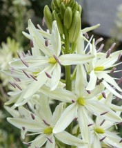 30 Camas Bold White Perennial Flower Seeds Great For Bouquets - £14.36 GBP