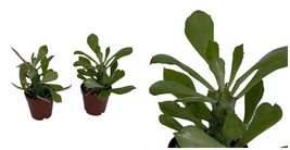 Euphorbias Spurges Nerifolias Tree Easy To Grow Live Plant 2 Pack 2&quot; Pots - C2 - £47.77 GBP
