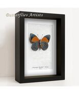 Dotted Glory Asterope Markii Verso Real Butterfly Framed Entomology Shad... - $83.08 CAD