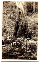 Ferns in Mt. Tamalpais and Muir Woods National Monument California RPPC Postcard - £8.30 GBP