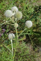 10 Seeds Rattlesnake Master Eryngium Yuccifolium - £15.07 GBP