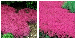 500 Seeds Creeping Thyme Red Groundcover Perennial Low Herb Fragrant Garden - £12.78 GBP