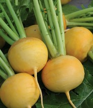 Grow In US Golden Ball Turnip Seeds 500+ Vegetable Garden Non-Gmo - £6.82 GBP