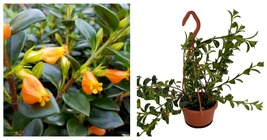 Nematanthus - Green Cheerio Goldfish Plant - 4&quot; Mini Hanging Basket - £33.96 GBP