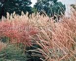 Chinese Silver Grass New Hybrids (Miscanthus) NON GMO Seeds - £5.35 GBP