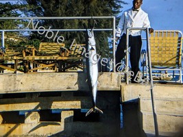 1958 Montego Bay Jamaica Waiter Large Fish Glass Covered Kodachrome Color Slide - £4.33 GBP