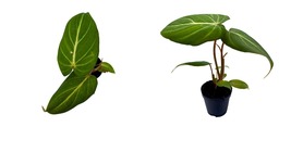 Anthurium Gloriosum, Philodendron Gloriosum, Velvet Philodendron, Creeper Plant - £38.15 GBP