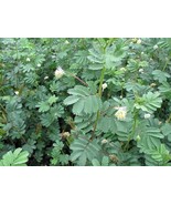 BRN Desmanthus Virgatus Virgata Bundleflower 50 Seeds Fresh Garden - $358.48 MXN