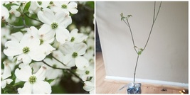 2 White Flowering Dogwood Trees - Live Plants - 10-16&quot; Tall - Quart Pot - H03 - £100.71 GBP