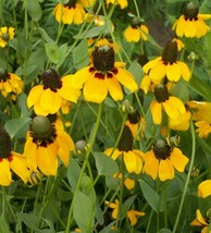Clasping Coneflower Seeds 300 Rudbeckia Wildflower Fresh Garden Fast Shi... - $3.70