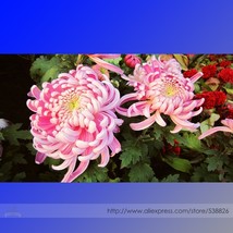 New Fresh Pink Chrysanthemum Seeds Pack 50 Seeds / Pack Perennial Bonsai Flowers - $4.66