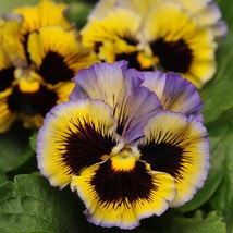 30 Frizzle Sizzle Yellow Blue Swirl Ruffled Pansy Seeds Flower Perennial - £14.35 GBP