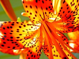 15 Tiger Lily Seeds Bulbets Lilium Lancifolium Gardening Beautiful USA SHIPPING - £9.25 GBP