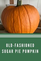 HGBO 10 Seeds Sugar Pie Pumpkin Seeds Heirloom Non Gmo Organicpumpkin Pie From U - $8.72