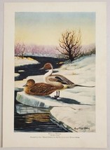 1929 Magazine Picture Pintail Ducks in Winter by Geo. Miksch Sutton - £15.86 GBP