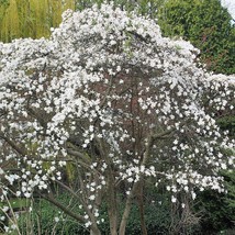 Magnolia Stellata Star Magnolia 10 Seeds Seeds Fresh Fast Shipping - $27.20