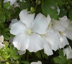 Diana White Hibiscus Althea Rose Of Sharon Live Plant 1 Qt USA Seller - $43.18